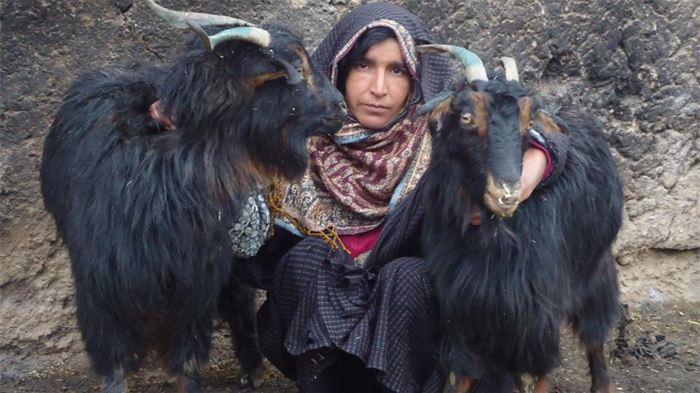 Une des 15 participantes afghanes et ses chèvres, une action montée par Karadah Project International.
