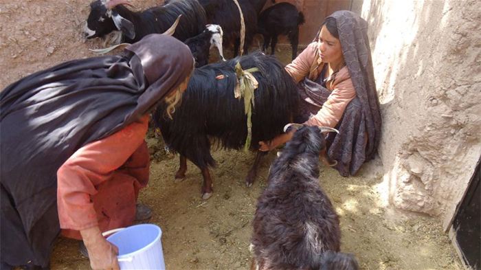 Des femmes apprennent comment traire les chèvres et s'en occuper.